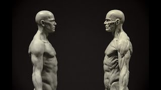 Corrige El Desequilibrio Muscular