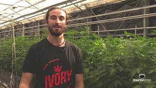 Joint venture with Ivory and Phytocann: production process of Dinamed Kush