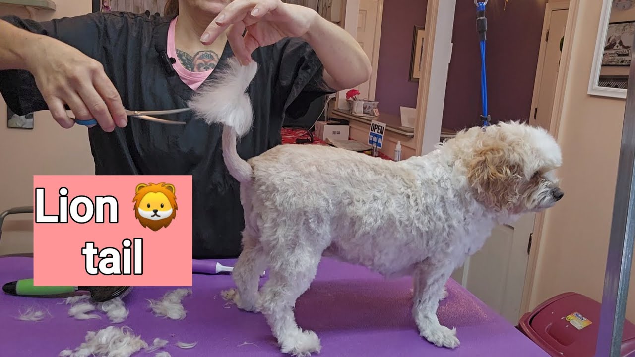 Image showcasing King Charles Cavalier Spaniel, Poodle mix, haircut, 