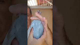 PT 4032992 24