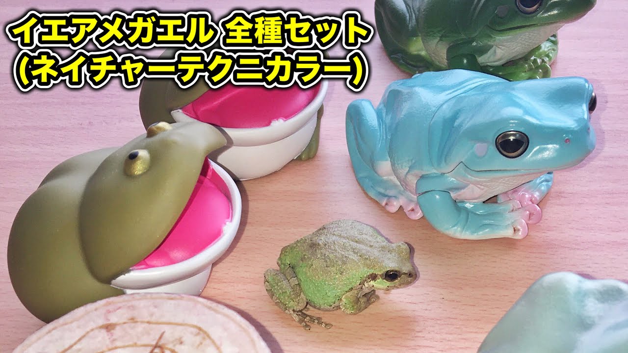 大きなイエアメガエル全種セットを入手したので紹介します