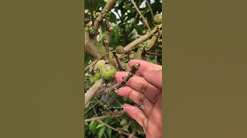 Cây Ngái hay sung ngái (tên khoa học Ficus hispida, Quả ngái trị sỏi thận