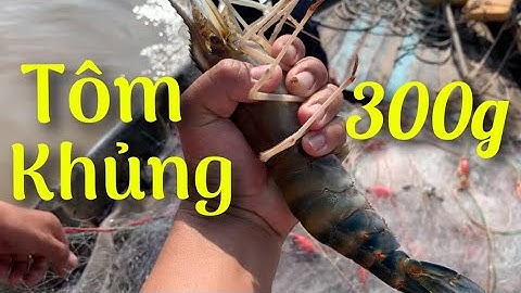 Ra sông hậu QUÉT TÔM CÀNG XANH dính toàn hàng khủng bắt đã tay | Cù Lao Dung Vlogs #125