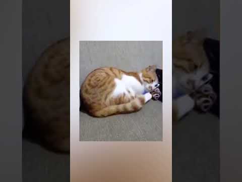 Gatito termina con los ojos humedecidos al ver a su dueño fallecido en un vídeo en el teléfono😭