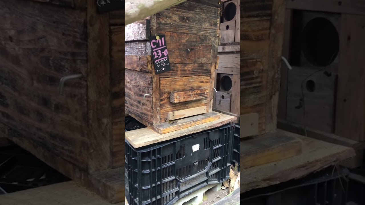 日本みつばちの群をお譲りします（2024年）