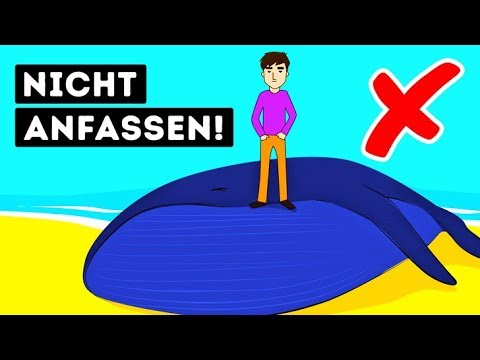 Mein Freund der Wal | ARTE Re: