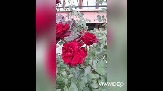 Ayip -Abdurrahim Karakoc Seslendirme- Instagram-Tiktok