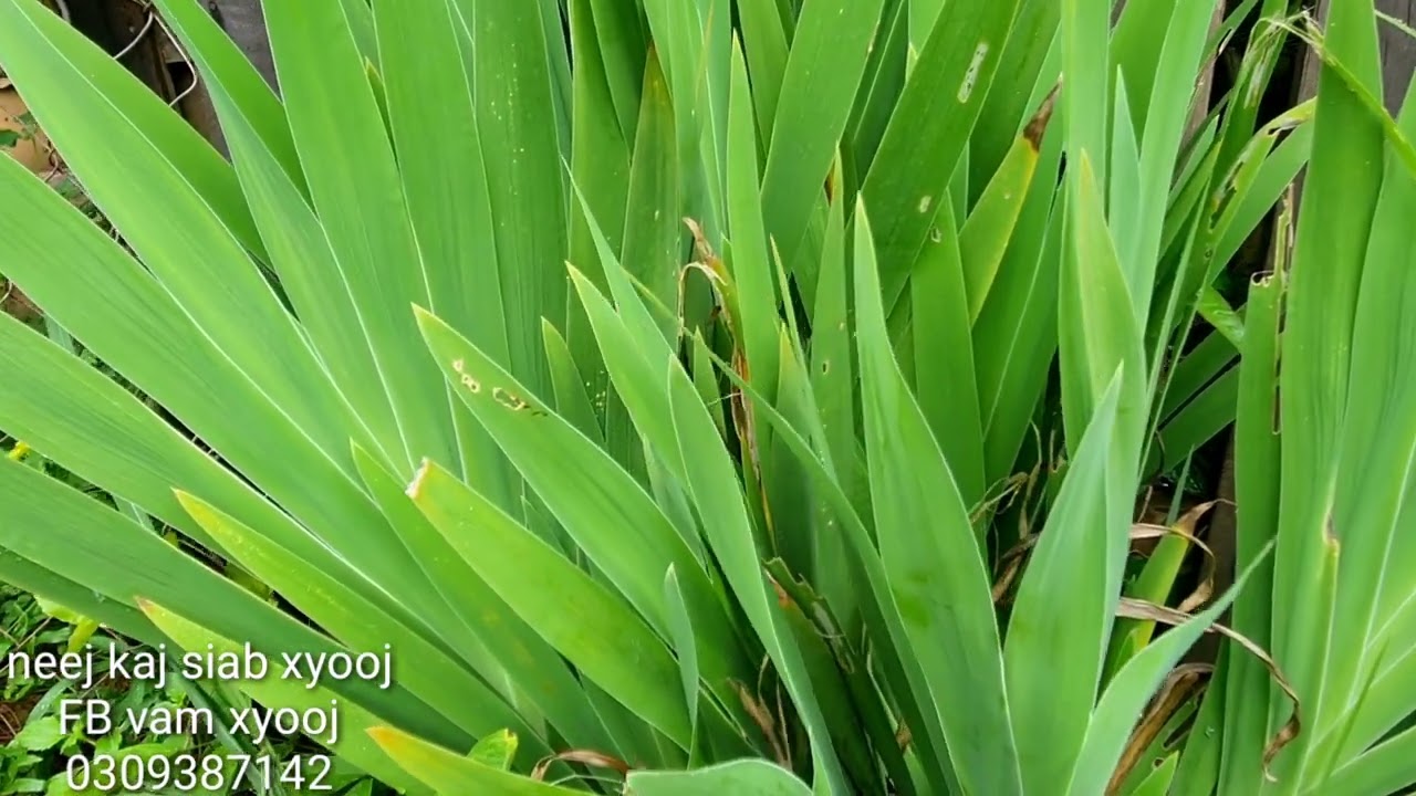 qhia tshuaj zoo mob plawv tsi muaj zog plawv muaj roj