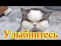 Смешное про животных|Приколы с котами| Видео про котов| Кошки|Позитив|Создай себе хорошее настроение