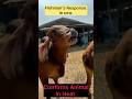 Flehmen Response in Animals. #CattleBehavior#AnimalBehavior