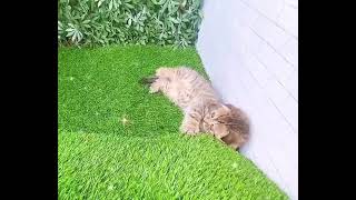 Scottish fold tabby kitten 😻😻😻