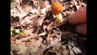 Morel Mushrooms: Searching the woods for Morels with our environmental educator, Ryan.
