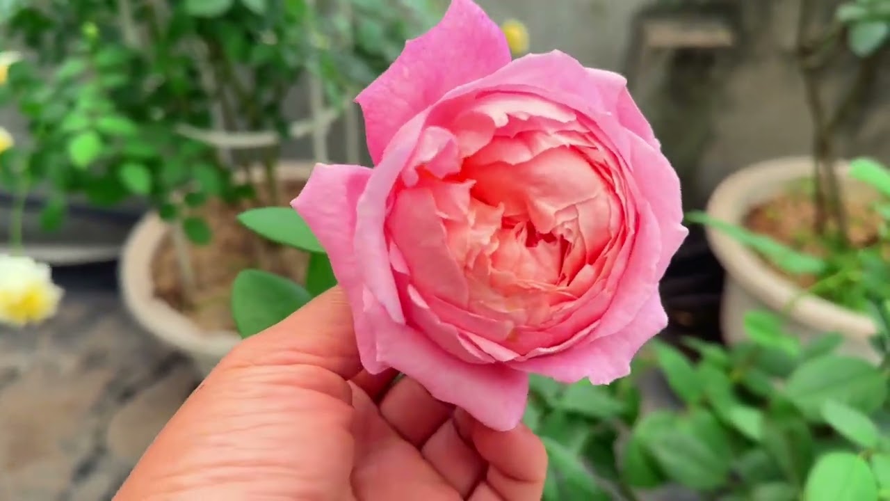 Роза на крыше