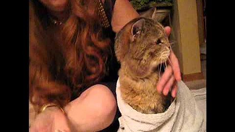 How To Assist Feed / Force Feed Cat By Syringe