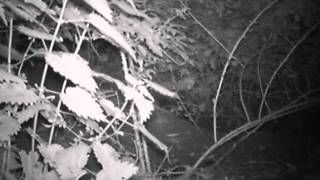 Badger makes the camera wobble