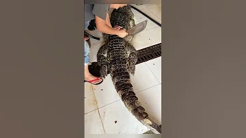 Freshly Baked Crocodile National Delivery Crocodile High End Ingredients 