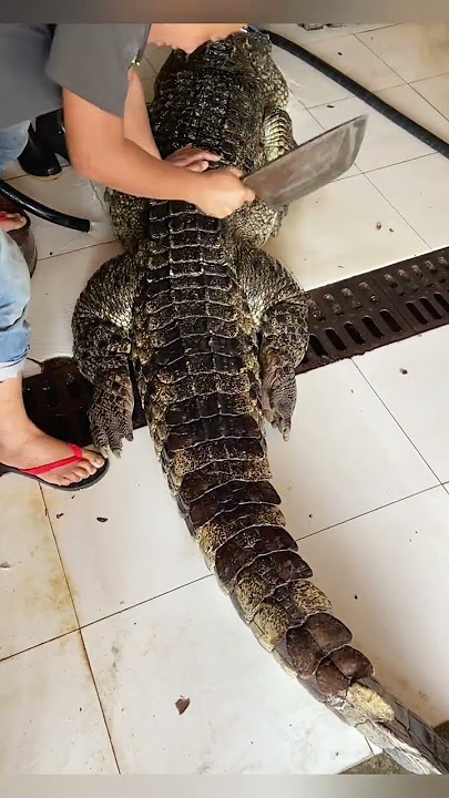 Freshly baked crocodile #National delivery #Crocodile #High end ingredients