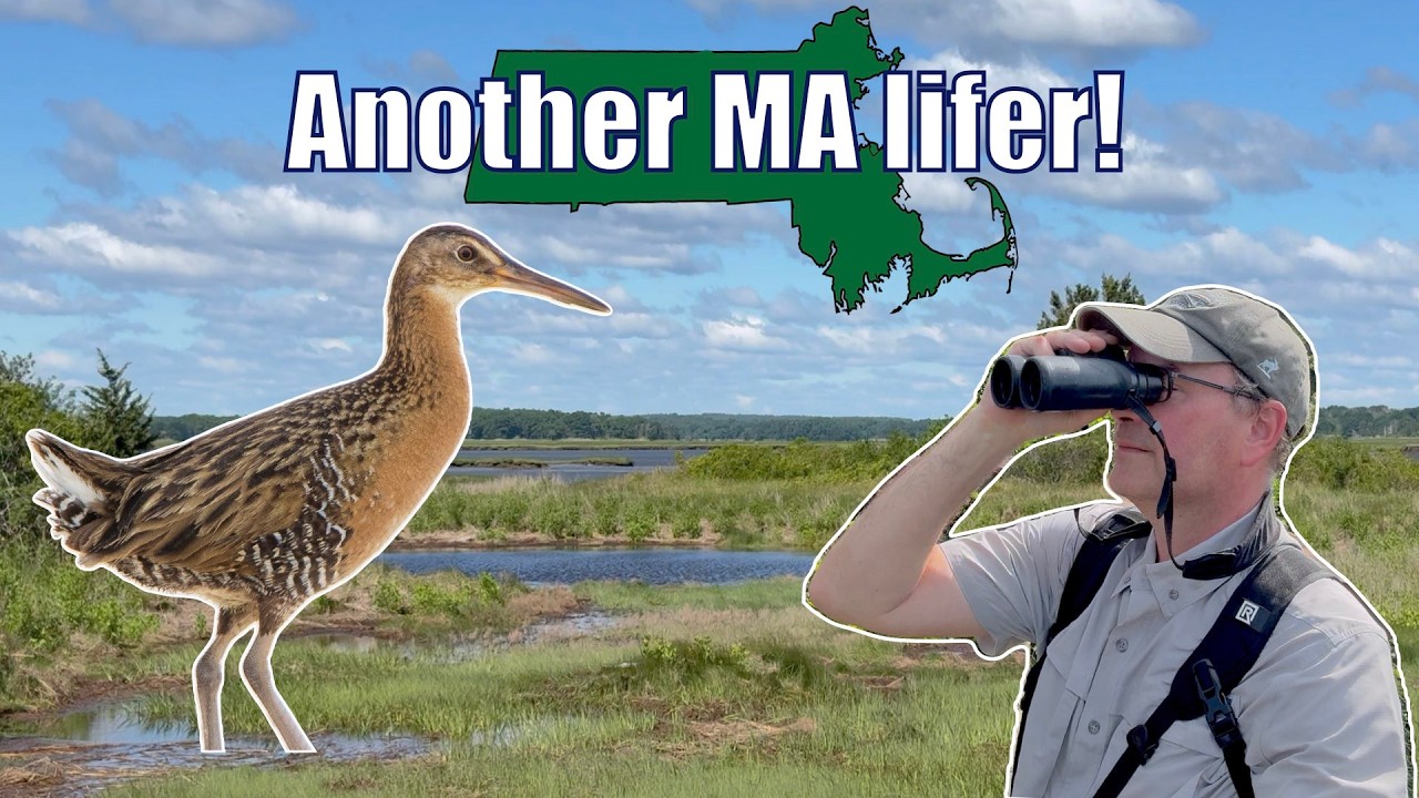 Rare Bird Sightings in Massachusetts: King Rail, Prothonatory Warbler, and Grassland Species