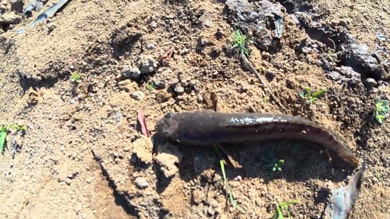 ໄປນາຫາຢາມ/ไปนาหาหยาม