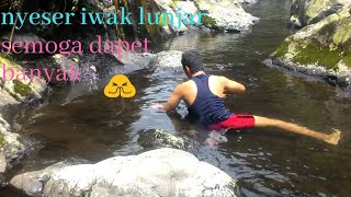 Mengagetkan Pencarian Iwak Lunjar Hanya Dengan Menggunakan Seser Berhasil Didapatkan