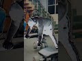 Back Workout 💪 Aap Bhi Try Kare #trending #viral #follow #fitness  #support  #workout #shorts