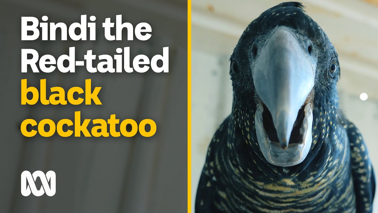 Redtailed black cockatoo Amazing Australia ABC Australia YouTube Redtailed black cockatoo Amazing Australia ABC Australia YouTube