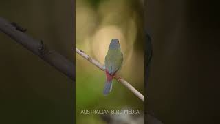 Australian Finches. Red-browed Finch. 4K #shorts #nikon