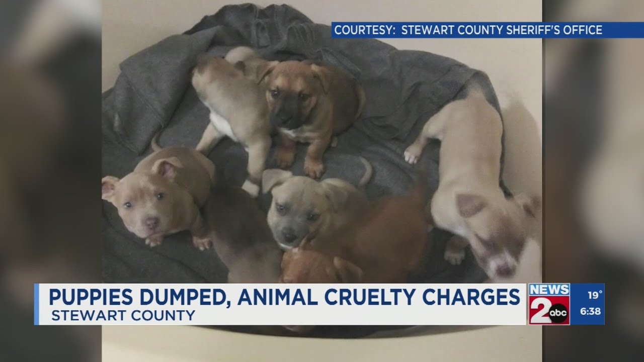 Man arrested after dumping puppies in Stewart County - YouTube