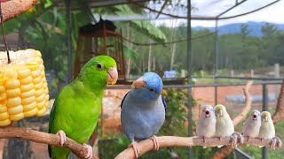 Funny bird sounds / forpus parrot bird singing and eating so happy #forpus #birdsounds #parrot