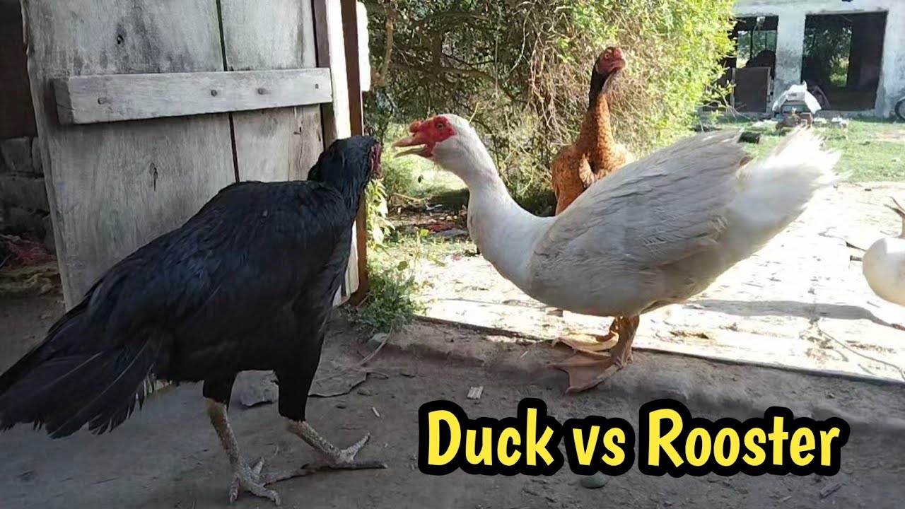 Duck Ruster Duck vs Rooster - YouTube