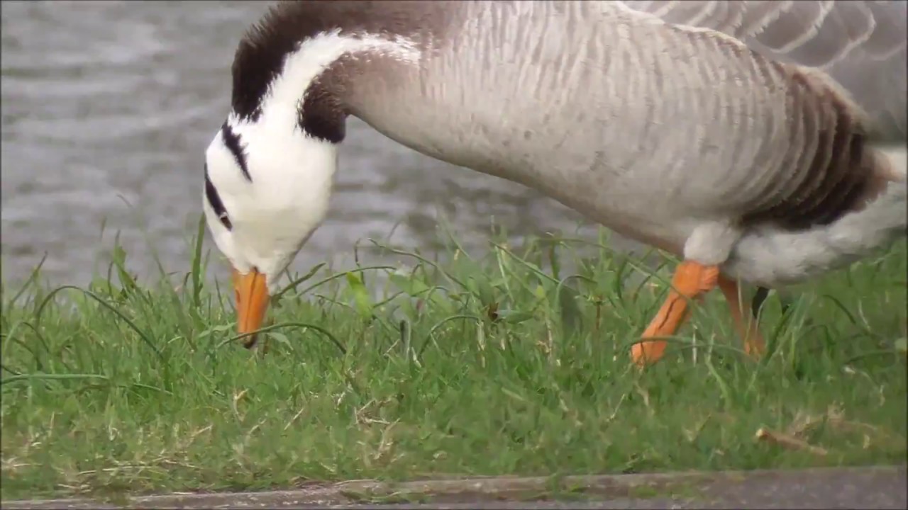 Bar-headed Goose.