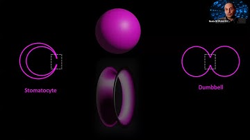 Build-a-Cell seminar Nicola De Franceschi: Towards a synthetic divisome:  Synthetic Membrane Shaper
