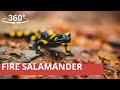 360° Encounter - Fire Salamander (8K stereo 360° video)