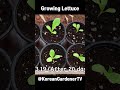 상추씨앗그리고 달팽이🥬🐌ㅣGrowing Lettuce(snail) #shorts