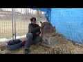 Max Canada Lynx Nail Trimming