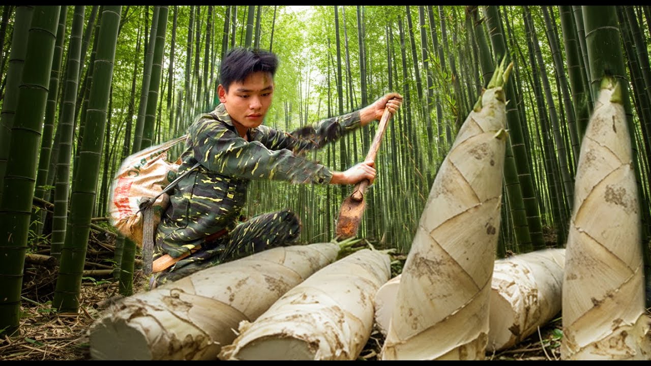 Trekking Through the Forest to Find Giant Bamboo Shoots – A Natural Food! Survival in the Forest.