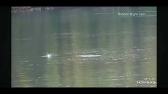 Salmon jumping & distant view of 2 Bears - explore.org - OrcaLab Robson Bight Cam