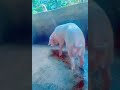 Consistency&amp; Health pig💐🥰 #foryou #lifeisbutadream #pig #funnyanimal #trythatinasmalltown