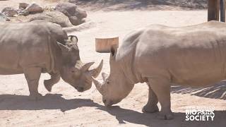 “Your Dose of Vitamin Z” - Episode 8 - White Rhinos