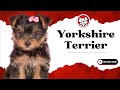 Unleash The Fun Facts: Yorkie Puppies