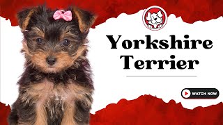 Unleash The Fun Facts: Yorkie Puppies