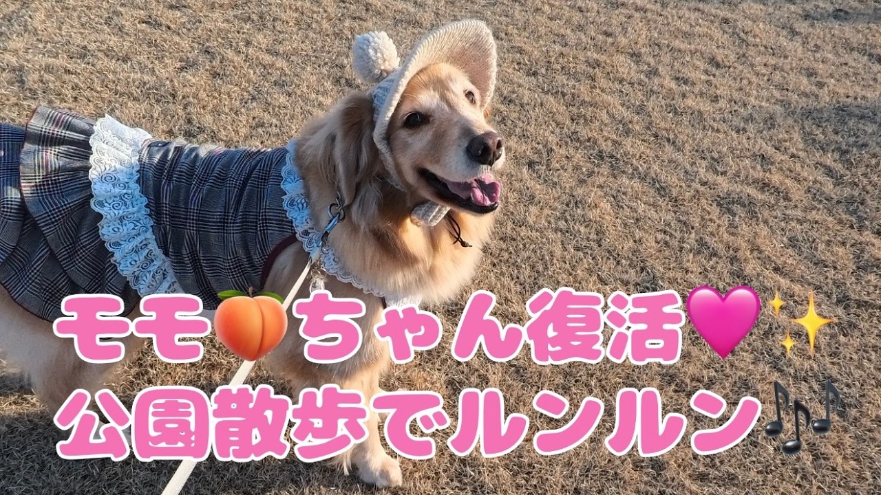 モモちゃん復活✨久しぶりの公園散歩🩷