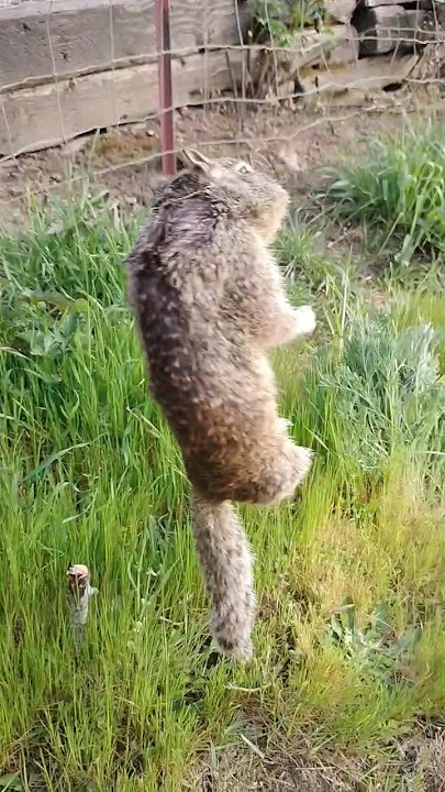 Snaring squirrels: A snare that works!!! #survival #snares #trapping #traps #trapline