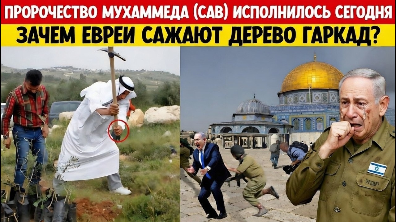 Пророчество Пророка Мухаммада ﷺ сбывается: евреи сажают дерево гаркад