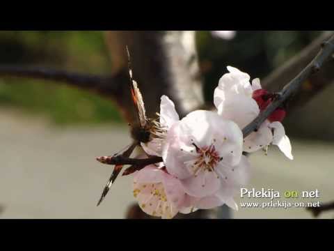 Prebujanje narave v Prlekiji