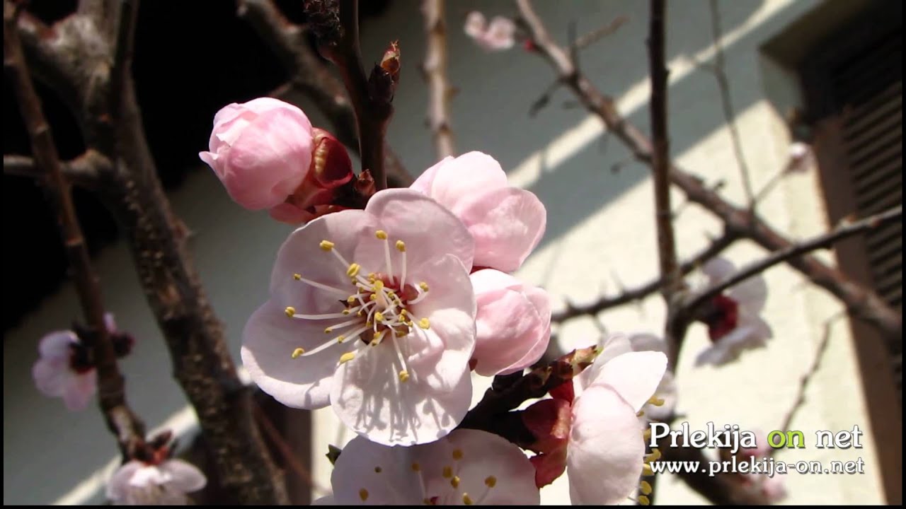 Prebujanje narave v Prlekiji