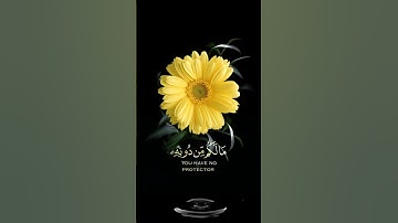 صباح الخير🌼 حالات واتساب مقاطع قصيره🌼 قران كريم الله الذي خلق السماوات 🌼 عبد الرحمن مسعد🌼 بدون حقوق