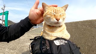 カワイイ猫達が島の渡船場に集まって到着するフェリーをお出迎えする