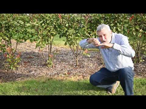 Burke's Backyard. Establishing a Garden Hedge.