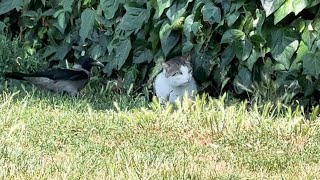 Crow annoys cat